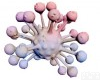 人乳<em>腺癌</em>高转移<em>细胞</em>，MDA-MB-435 <em>细胞</em> 人乳<em>腺癌</em>高转移<em>细胞</em>，MDA-MB-435 <em>细胞</em>