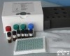  人(MTX)<em>甲胺</em>喋呤ELISA<em>试剂盒</em>