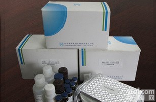 <em>现货供应</em>大鼠全段<em>甲状旁腺</em>素（i-PTH）ELISA试剂盒价格