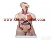 XTY5108864 <em>豪华型</em>两性<em>躯干</em>模型，24部分