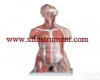XTY5108862 <em>豪华型</em>肌肉<em>躯干</em>模型，31部分