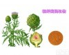 5% 厂家直销 <em>朝鲜蓟</em><em>提取物</em> 现货直发