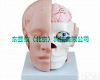 wi80035  厂家直销头<em>解剖</em>附脑动脉<em>模型</em> 