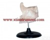 XTY5108531 <em>上颌</em>骨放大<em>模型</em>