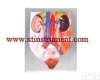 XTY5108544 <em>男性</em><em>泌尿</em><em>系统</em>模型