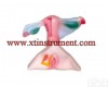 XTY5108548 女性内外<em>生殖器</em><em>解剖</em>