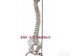 wi83268  人体脊柱<em>模型</em>1:1人体脊椎<em>模型</em> 人体骨骼<em>模型</em> 含<em>骨盆</em>