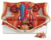 XTY5109205 两性<em>泌尿</em>系统<em>模型</em>