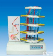 <em>脊髓</em>反射和<em>损伤</em>变现电动模型
