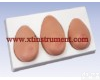 XTY5108346 高级乳房检查<em>模型</em>（一套三<em>部件</em>）