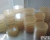250g 梭菌<em>鉴别</em><em>琼脂</em>（DCA<em>培养基</em>生产