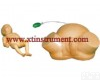 XTY5108352 高级<em>难产</em>示教<em>训练</em><em>模型</em>