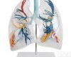 CB/XC330 透明肺段<em>模型</em>,消化<em>呼吸系统</em><em>模型</em>