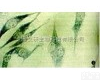 啤酒酵母菌ATCC 9763