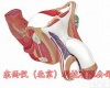 wi80228 男性<em>内生</em>殖<em>器官</em>结构解剖模型 