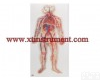 XTY5108913 <em>血液</em><em>循环系统</em>模型