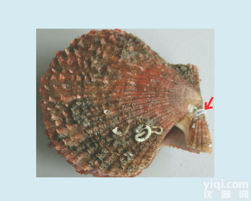  LOCK<em>贝类</em><em>标记</em>扇贝<em>标记</em><em>放流</em><em>标记</em>