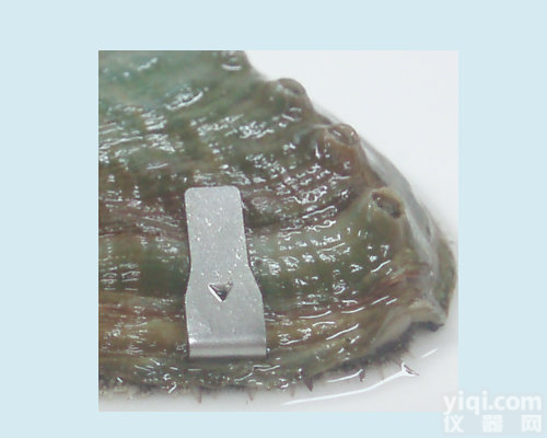  <em>CLIP贝类标记放流标记鲍鱼标记</em>