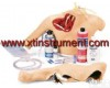XTY5109364 ZX<em>静脉</em><em>穿刺</em>（动<em>静脉</em>伴行）模型