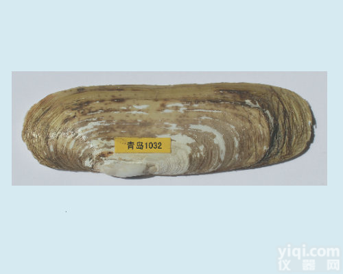  GLUE<em>贝类</em><em>标记</em><em>放流</em><em>标记</em>