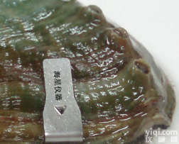 鲍鱼<em>贝类</em>夹式<em>标记</em>