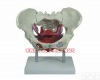 wi79947  厂家直销女性<em>骨盆</em>及<em>盆底</em>肌肉<em>模型</em>