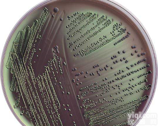 瓶、袋、箱、盒 <em>黄豆粉</em>琼脂<em>培养基</em>