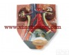 XTY5108926 <em>男性</em><em>泌尿</em><em>系统</em>模型，实物的0.75倍