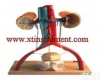 XTY5108924 <em>男性</em><em>泌尿</em><em>系统</em>活动架模型