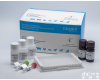 AccuPlus <em>非洲</em><em>猪瘟</em>病毒抗体ELISA检测<em>试剂盒</em>