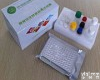 wst021 <em>沙丁胺醇</em>elisa检测<em>试剂盒</em>