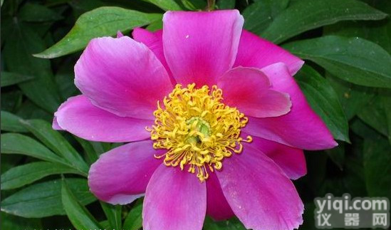 <em>98</em>% <em>蛇床子</em>素