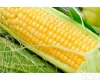 Y33  <em>玉米</em>浓缩粉/<em>玉米</em><em>提取物</em>/<em>玉米</em>粉