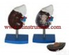 XTY5108476 肾<em>解剖</em>附肾上腺<em>模型</em>