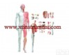 XTY5108487 人体全身<em>解剖</em>层次分解<em>模型</em>