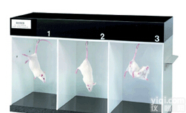 DB008型 <em>悬尾实验</em>,悬尾测试仪,强迫游泳悬尾
