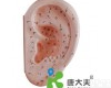 40CM “康大夫”耳针灸<em>模型</em>/足<em>针炙</em><em>模型</em>/<em>针炙</em><em>模型</em>