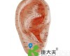 17CM “康大夫”按摩耳17CM/耳<em>针炙</em><em>模型</em>