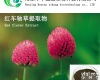 红<em>车轴</em>草<em>提取物</em>厂家