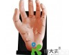 20x12CM “康大夫”保健手<em>模型</em>/手<em>针炙</em><em>模型</em>/人体<em>针炙</em><em>模型</em>