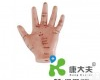 13CM “康大夫”手针灸<em>模型</em>13CM/耳<em>针炙</em><em>模型</em>/人体<em>针炙</em><em>模型</em>