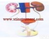 XTY5103504 <em>泌尿</em>系统<em>模型</em>