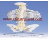 XTY5109193 带肋骨<em>经典活动</em><em>脊柱</em><em>模型</em>XTY5109193