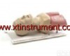 XTY5109297 <em>气道</em>管理<em>模型</em>和<em>气道</em>解剖<em>模型</em>