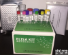 小鼠<em>胆红素</em>(Bilirubin)ELISA<em>试剂盒</em>推荐<em>厂家</em>
