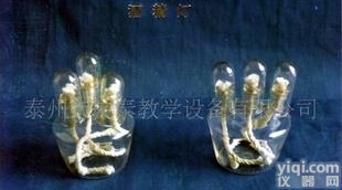  酒精灯，玻璃仪器，化学<em>教学仪器</em>，<em>探究</em>仪器(图)