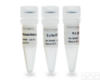 bs-12868R Anti-<em>Biliverdin</em> <em>Reductase</em><em>抗体</em>