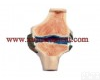 XTY5108839 <em>膝关节</em><em>切面</em><em>模型</em>