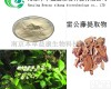 <em>雷公</em>藤<em>提取物</em>厂家