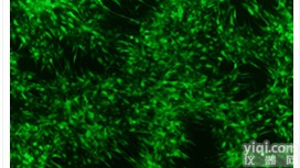 个 OriCell™ <em>129小鼠胚胎干细胞</em>/GFP